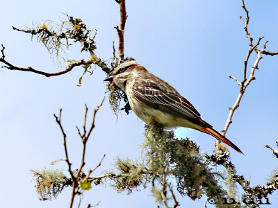 TUQUITO RAYADO (Empidonomus varius)  - Paso Centurión-CERRO LARGO (Noviembre 2011)
